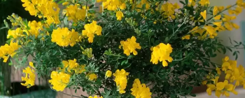 黄金雀不开花光照不足所致,黄金雀不开花的原因,真的是这个吗?插图 黄金雀不开花光照不足所致,黄金雀不开花的原因,真的是这个吗?插图