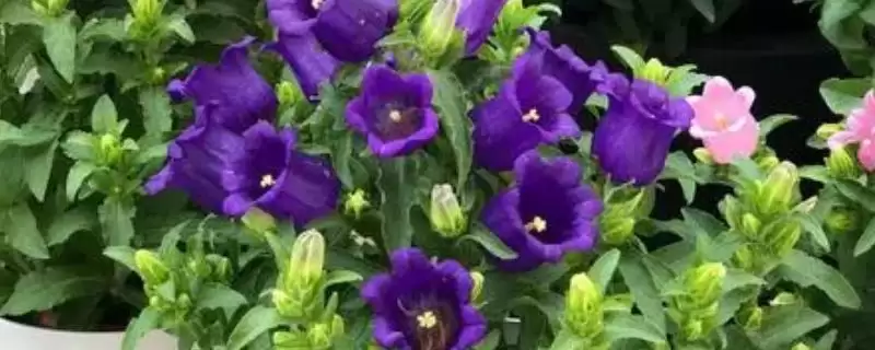 荷兰风铃草的养殖方法是啥,荷兰风铃草每隔15-20天需追施一次肥料吗-会东网