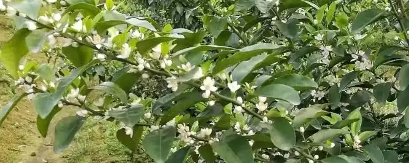 柑橘花期施尿素问题 ,柑橘在花期能不能施尿素-会东网