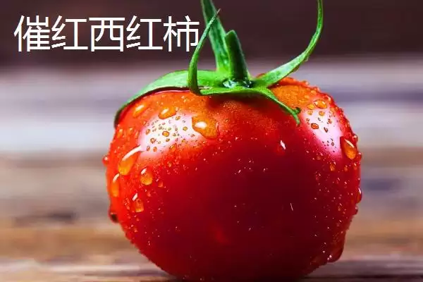 冬季药剂催红西红柿要点,冬季如何用药剂催红西红柿及要点插图2 冬季药剂催红西红柿要点,冬季如何用药剂催红西红柿及要点插图2