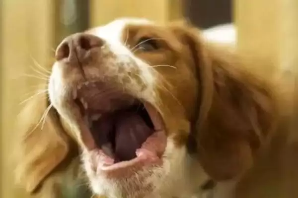 狗狗贫血是由何引起的,狗狗贫血是饮食或先天性疾病等原因导致吗插图3 狗狗贫血是由何引起的,狗狗贫血是饮食或先天性疾病等原因导致吗插图3