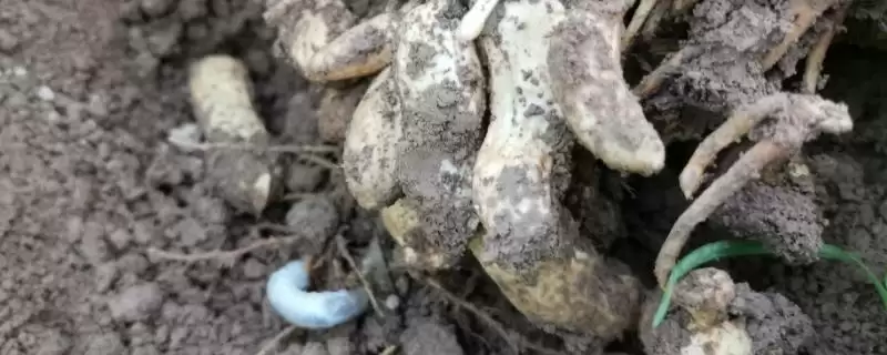 花生害虫问题蛴螬真是金龟幼虫,花生蛴螬是什么害虫,这种害虫危害大?插图 花生害虫问题蛴螬真是金龟幼虫,花生蛴螬是什么害虫,这种害虫危害大?插图