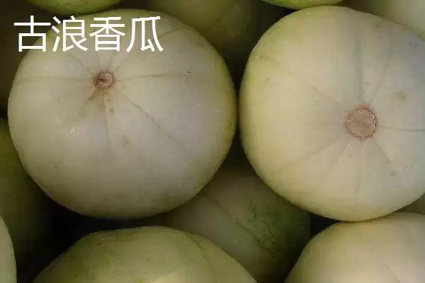 甘肃省武威市水果特产 ,甘肃省武威市有哪些特色的水果特插图1 甘肃省武威市水果特产 ,甘肃省武威市有哪些特色的水果特插图1