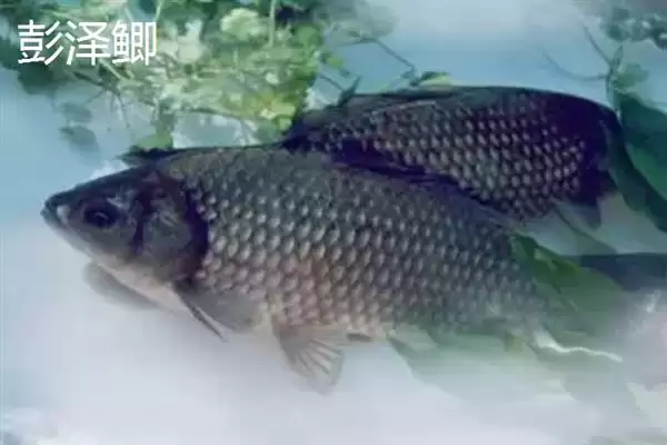 鲫鱼品种介绍土鲫高背鲫常见,鲫鱼的品种介绍,常见品种有这些?插图5 鲫鱼品种介绍土鲫高背鲫常见,鲫鱼的品种介绍,常见品种有这些?插图5