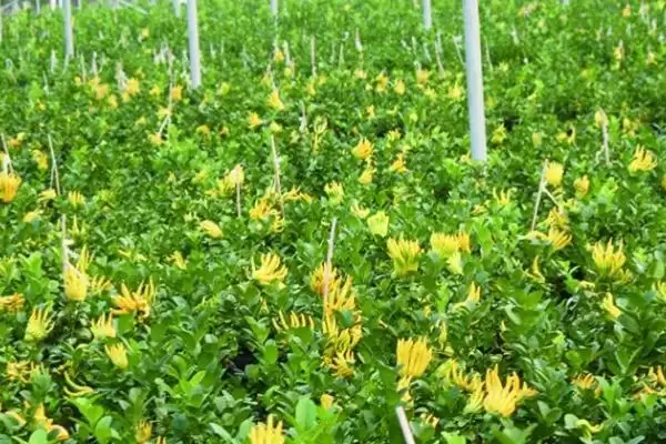 佛手种植注意事项 ,佛手种植过程中有哪些需要注意插图1 佛手种植注意事项 ,佛手种植过程中有哪些需要注意插图1