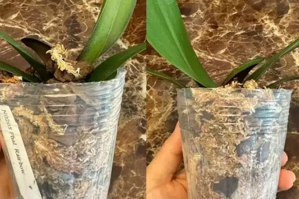 蝴蝶兰养护方法春夏咋追肥进行养护,蝴蝶兰花的养护方法,春夏咋追复合肥?插图3 蝴蝶兰养护方法春夏咋追肥进行养护,蝴蝶兰花的养护方法,春夏咋追复合肥?插图3