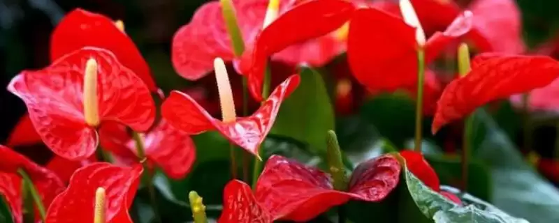 红掌不开花的原因是什么呢,红掌不开花因光照或肥料不足等原因吗插图 红掌不开花的原因是什么呢,红掌不开花因光照或肥料不足等原因吗插图