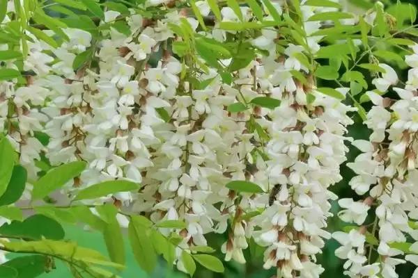 槐花开花时间每年4-5月开花吗,槐花几月开花,固定这个时间段吗?插图2 槐花开花时间每年4-5月开花吗,槐花几月开花,固定这个时间段吗?插图2