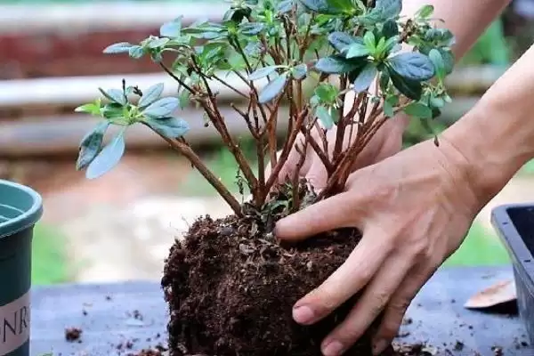 杜鹃花期后的管理方法,杜鹃花期后如何进行管理工作插图5