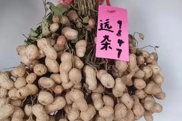 花生种子品种鲁花9号10号好吗,花生种子哪个品种好,有哪些优良品种?插图2 花生种子品种鲁花9号10号好吗,花生种子哪个品种好,有哪些优良品种?插图2