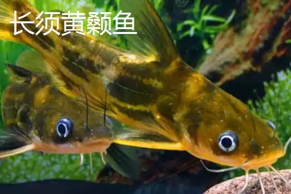 黄骨鱼鱼种问确实属于淡水鱼,黄骨鱼是什么鱼，分类准确吗？插图6