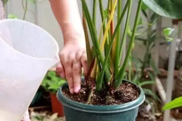 红掌散发的气味有没有毒性呢,红掌散发的气味没有毒性这种说法对吗插图4 红掌散发的气味有没有毒性呢,红掌散发的气味没有毒性这种说法对吗插图4