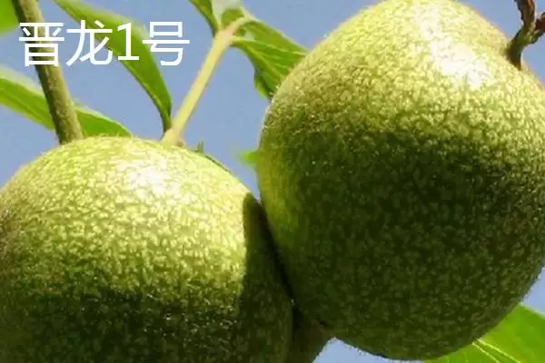 核桃的优质品种有哪些呢,哪四种核桃品种在市场上需求热度较高呢插图1 核桃的优质品种有哪些呢,哪四种核桃品种在市场上需求热度较高呢插图1