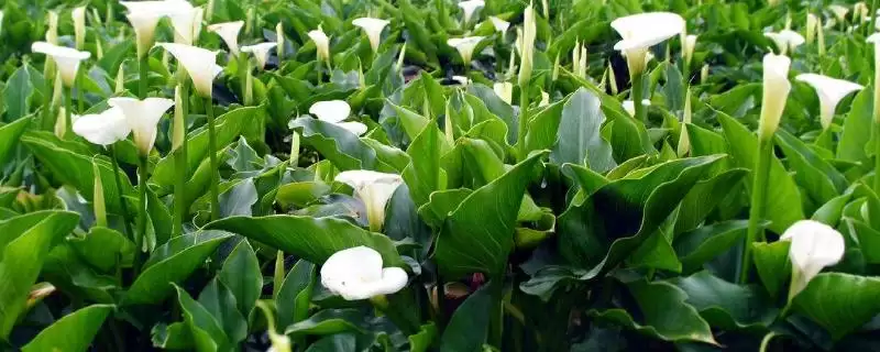 海芋怎么进行繁殖操作呢,海芋常用的繁殖方法为扦插这种方式吗插图 海芋怎么进行繁殖操作呢,海芋常用的繁殖方法为扦插这种方式吗插图