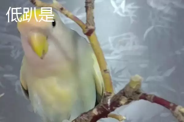 高趴低趴含义解释 ,高趴低趴分别是指什么意思插图2 高趴低趴含义解释 ,高趴低趴分别是指什么意思插图2