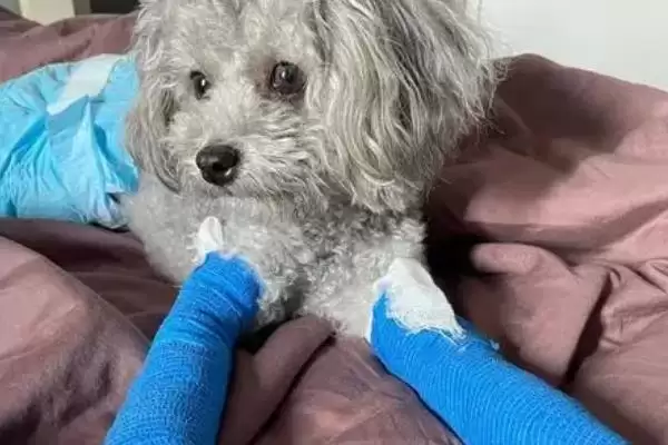 狗狗骨折了有啥症状,狗狗骨折会疼痛、敏感且腿部受力不均吗插图4 狗狗骨折了有啥症状,狗狗骨折会疼痛、敏感且腿部受力不均吗插图4