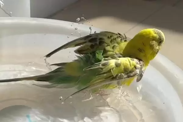 给鹦鹉洗澡水温问题 ,给鹦鹉洗澡该用热水还是冷水插图1 给鹦鹉洗澡水温问题 ,给鹦鹉洗澡该用热水还是冷水插图1