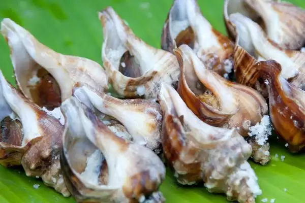 海螺有眼睛这个器官吗,海螺不仅有眼睛且还大得明显是真的吗插图2 海螺有眼睛这个器官吗,海螺不仅有眼睛且还大得明显是真的吗插图2