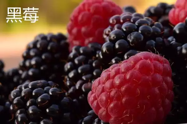 黑莓和桑葚有什么区别呢,黑莓是聚合果、桑葚是聚花果有何差异呢插图1 黑莓和桑葚有什么区别呢,黑莓是聚合果、桑葚是聚花果有何差异呢插图1