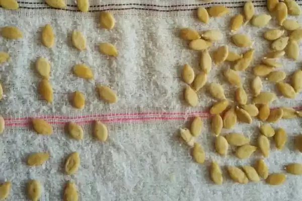 冬瓜籽快速发芽的方法,冬瓜籽如何快速发芽最直接的方法插图2 冬瓜籽快速发芽的方法,冬瓜籽如何快速发芽最直接的方法插图2