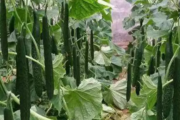 黄瓜种植时间因素 ,黄瓜种植时间因育苗方法有何不同插图2 黄瓜种植时间因素 ,黄瓜种植时间因育苗方法有何不同插图2