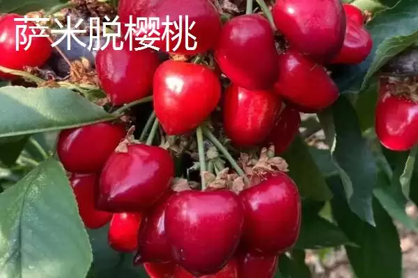 果大的樱桃品种有哪些呢,果大的樱桃品种成熟后颜色有差异吗插图1 果大的樱桃品种有哪些呢,果大的樱桃品种成熟后颜色有差异吗插图1