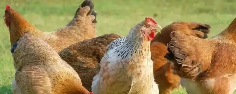 高温对肉鸡影响情况 ,高温对肉鸡会产生哪些影响插图 高温对肉鸡影响情况 ,高温对肉鸡会产生哪些影响插图