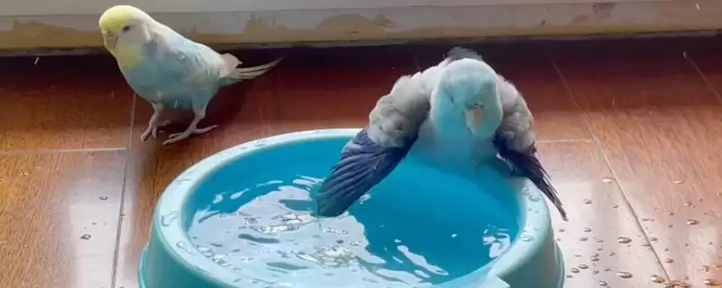 给鹦鹉洗澡水温问题 ,给鹦鹉洗澡该用热水还是冷水插图 给鹦鹉洗澡水温问题 ,给鹦鹉洗澡该用热水还是冷水插图