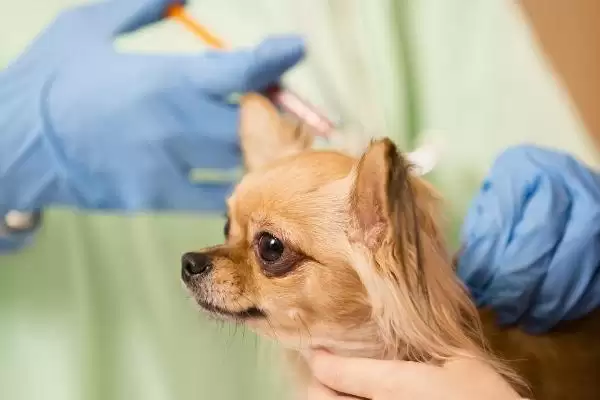 狗狗注射疫苗有何注意点,狗狗生病期间不能注射疫苗是真的吗插图3 狗狗注射疫苗有何注意点,狗狗生病期间不能注射疫苗是真的吗插图3
