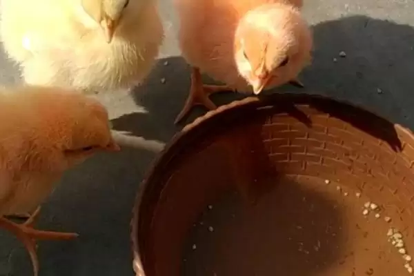给小鸡喂食注意事项 ,给小鸡喂食有哪些需要注意的要点插图7