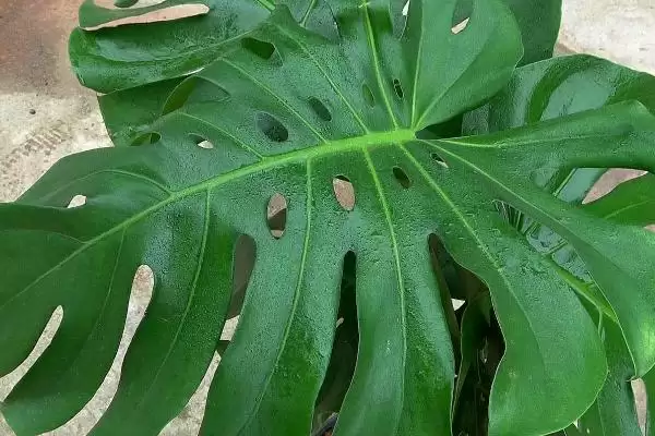 龟背竹怎么长成老桩形态,龟背竹将根茎截取下来能养成老桩吗插图2 龟背竹怎么长成老桩形态,龟背竹将根茎截取下来能养成老桩吗插图2
