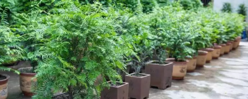 红豆杉有什么价值和用途呢,红豆杉可观赏、入药、制家具是其价值吗插图 红豆杉有什么价值和用途呢,红豆杉可观赏、入药、制家具是其价值吗插图