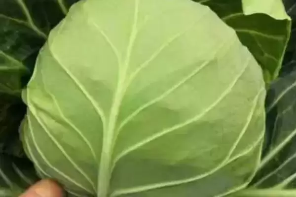 甘蓝植物基本简介 ,甘蓝是一种怎样的植物,有何特插图7 甘蓝植物基本简介 ,甘蓝是一种怎样的植物,有何特插图7