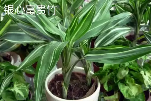 富贵竹摆放风水问题 ,富贵竹的摆放有哪些风水讲究插图5 富贵竹摆放风水问题 ,富贵竹的摆放有哪些风水讲究插图5