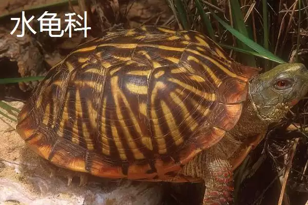 龟的种类主要有哪些呢,龟共有12科分别是哪些种类呢插图10 龟的种类主要有哪些呢,龟共有12科分别是哪些种类呢插图10
