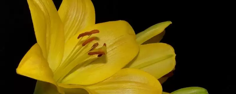 黄百合花语意花语是感激快乐,黄百合的花语,花语含义准确吗?插图 黄百合花语意花语是感激快乐,黄百合的花语,花语含义准确吗?插图