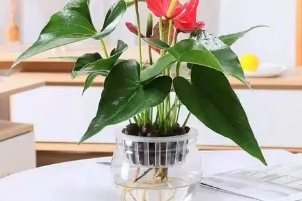 红掌能进行水培这种方式吗,红掌进行水培保持环境湿润很重要吗插图7 红掌能进行水培这种方式吗,红掌进行水培保持环境湿润很重要吗插图7