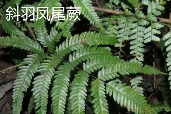 凤尾蕨种类介绍 ,凤尾蕨有哪些不同的种插图4 凤尾蕨种类介绍 ,凤尾蕨有哪些不同的种插图4