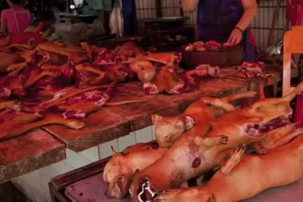 狗肉节是个怎样的节日,狗肉节就是吃狗肉的节日吗插图2 狗肉节是个怎样的节日,狗肉节就是吃狗肉的节日吗插图2