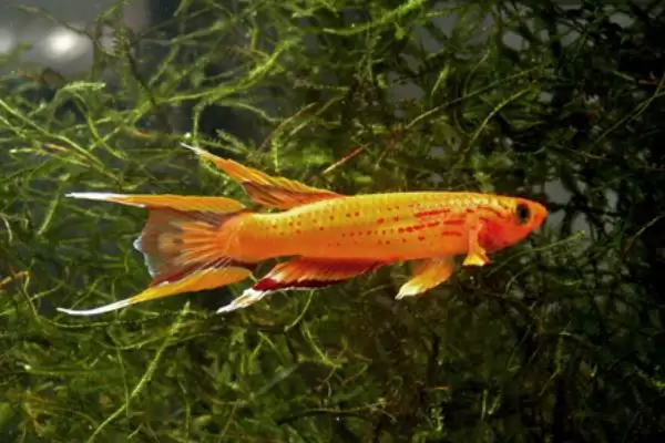 黄金火焰鱼饲养饲养难度不大,黄金火焰鳉鱼好不好养,饲养容易吗?插图1 黄金火焰鱼饲养饲养难度不大,黄金火焰鳉鱼好不好养,饲养容易吗?插图1