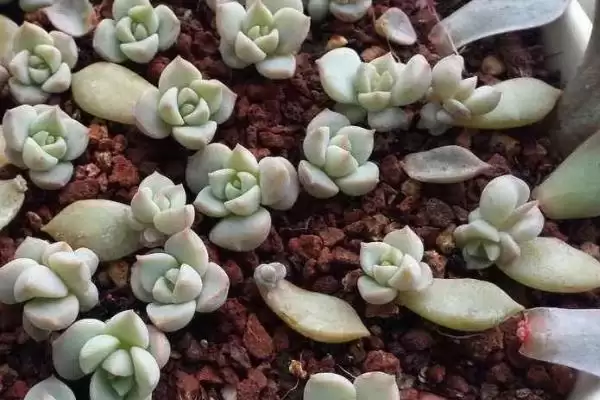 刚种好多肉浇水问题 ,刚种好的多肉要不要进行浇水插图1 刚种好多肉浇水问题 ,刚种好的多肉要不要进行浇水插图1