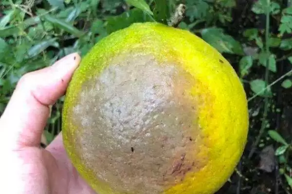 柑橘油斑病用药防治 ,柑橘油斑病该如何用药进行防治插图3 柑橘油斑病用药防治 ,柑橘油斑病该如何用药进行防治插图3