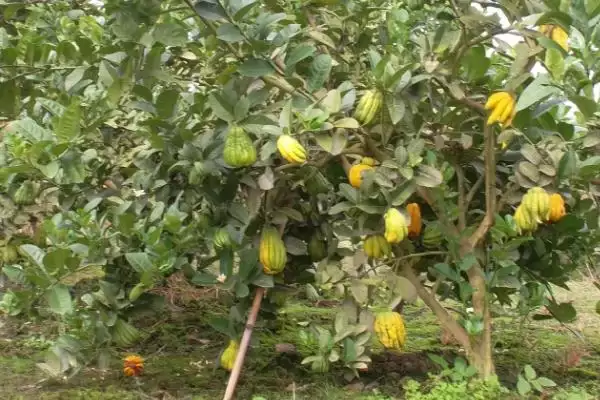 佛手种植注意事项 ,佛手种植过程中有哪些需要注意插图5 佛手种植注意事项 ,佛手种植过程中有哪些需要注意插图5
