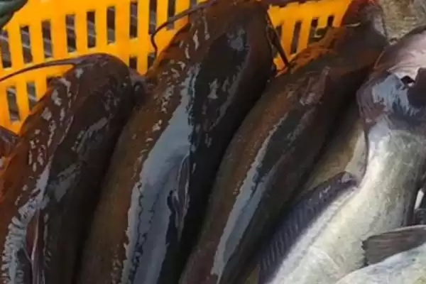 鮰鱼价格差异不同地区价不同,鮰鱼的价格,价格差异在哪?插图2 鮰鱼价格差异不同地区价不同,鮰鱼的价格,价格差异在哪?插图2