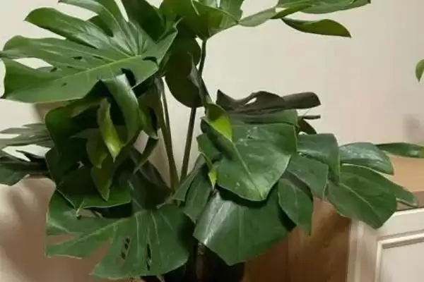 龟背竹有着怎样的简介呢,龟背竹是龟背竹属植物是其简介吗插图5
