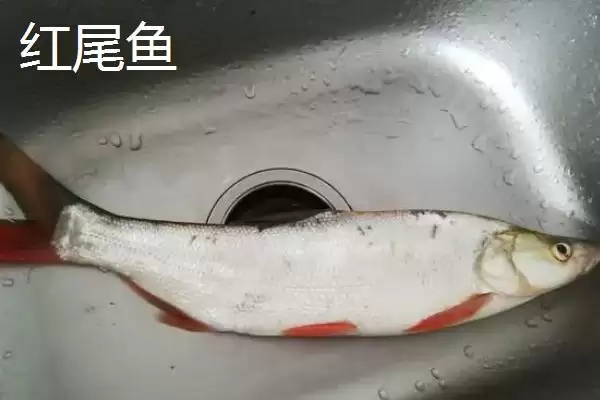 黄尾鱼价格问一斤12-20元贵,黄尾鱼的价格,这个价格合理吗?插图4 黄尾鱼价格问一斤12-20元贵,黄尾鱼的价格,这个价格合理吗?插图4