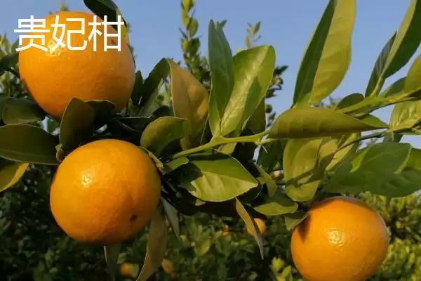 贵妃柑和皇帝柑有何区别,贵妃柑属于晚熟杂柑品种与皇帝柑有别吗插图9 贵妃柑和皇帝柑有何区别,贵妃柑属于晚熟杂柑品种与皇帝柑有别吗插图9