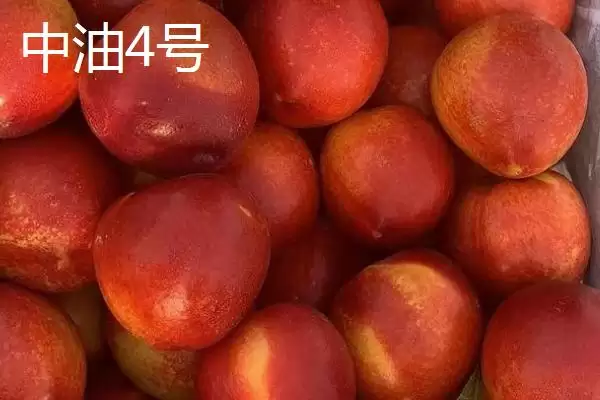 好吃的油桃有哪些品种呢,世纪之星油桃果肉金黄、口感清脆甜美吗插图4 好吃的油桃有哪些品种呢,世纪之星油桃果肉金黄、口感清脆甜美吗插图4