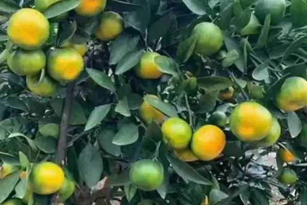 柑橘苗疫病症状表现 ,柑橘苗疫病有哪些具体的症状插图2 柑橘苗疫病症状表现 ,柑橘苗疫病有哪些具体的症状插图2