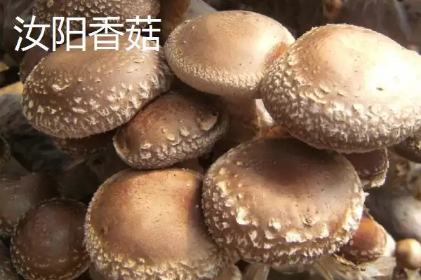 河南省汝阳县特产有啥介绍,河南省汝阳县是历史名酒杜康的发祥地吗插图5 河南省汝阳县特产有啥介绍,河南省汝阳县是历史名酒杜康的发祥地吗插图5